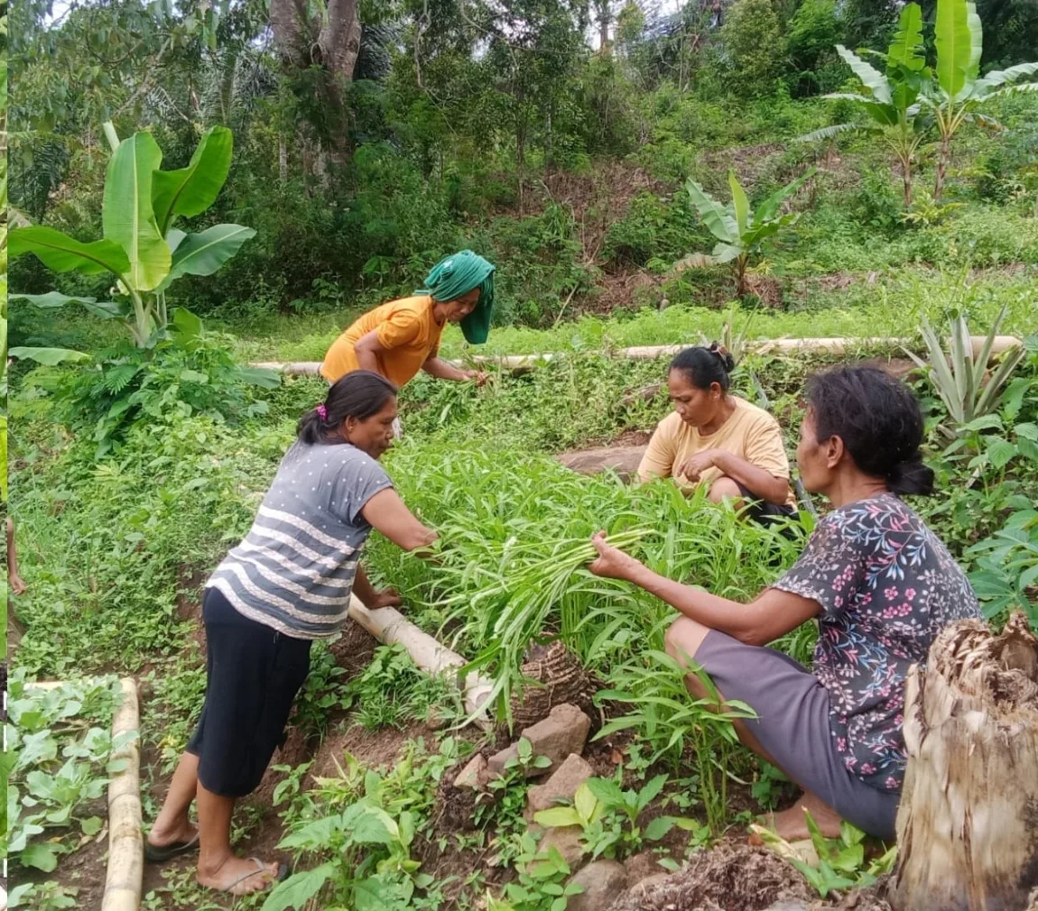 Salah satu Kebun Mama, sebelum gempa.